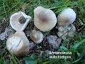 Melanoleuca substrictipes-amf81